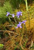 Moraea sisyrinchium